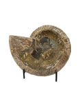 AMMONITE SHELL FOSSIL MARINE MOLLUSK