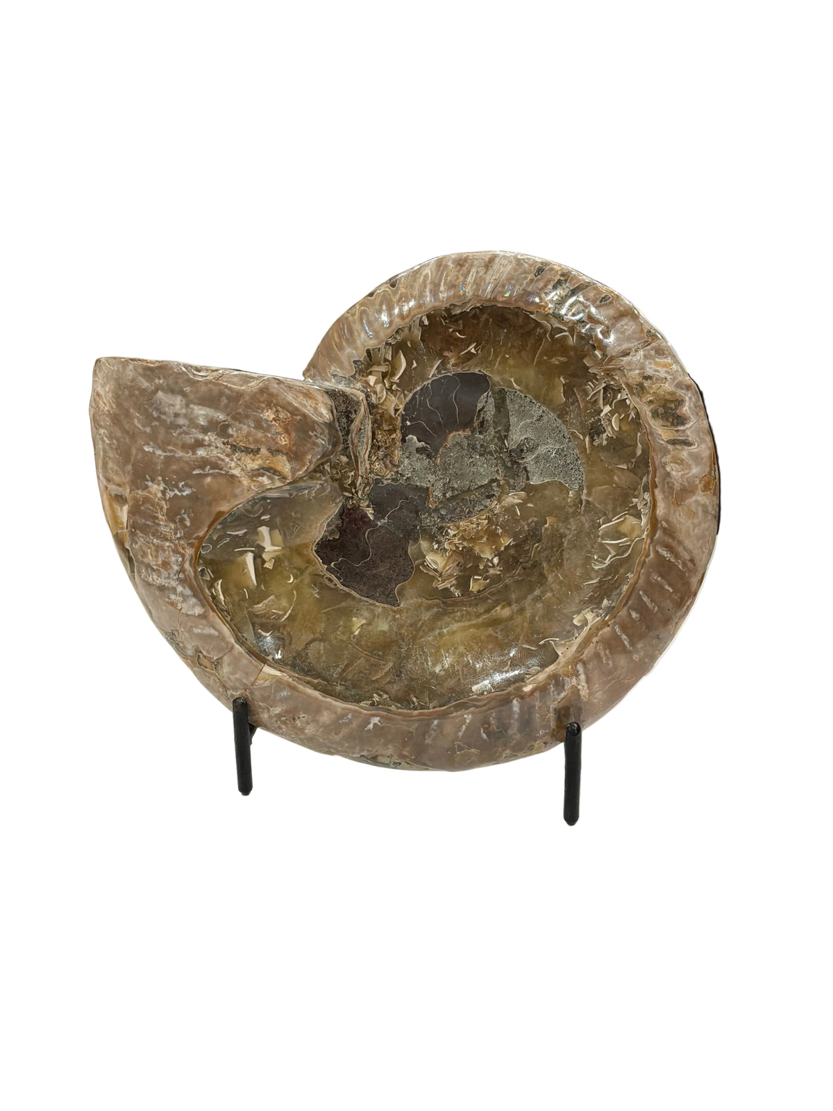 AMMONITE SHELL FOSSIL MARINE MOLLUSK