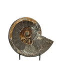 AMMONITE DISH FOSSIL CONCHA SPECIMEN
