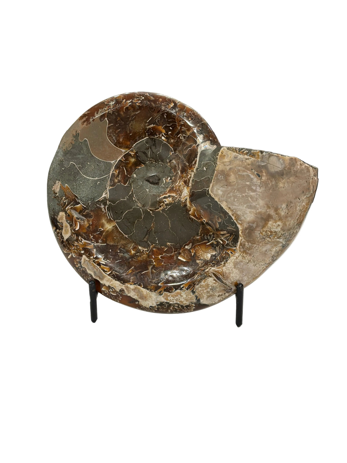 POLISHED AMMONITE FOSSIL  CONCHA